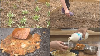 쿠바식 텃밭#2,봄비, 비오는날엔 역시 솥뚜껑 배추전 김치전,시골 생활 Cuba Garden#2 Spring Rain,Pot Lid Pancake,Country Life