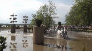 Fabiánsebestyén 2011 (four in hand Lipizzaner)