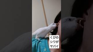 【オキナインコ】外れないピアスにムカついてきて力いっぱいねじりながら引っ張る暴力的な白い鳥　#オキナインコ　#えーん痛いよぅ