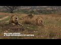 Three lions roaring during a RedSunSafari.eu