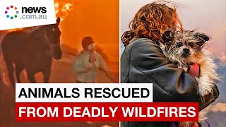 Hundreds of animals saved from deadly LA wildfires