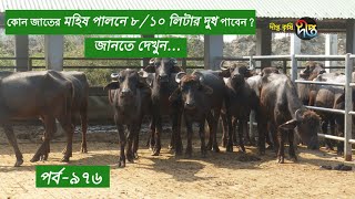 Deepto Krishi/দীপ্ত কৃষি - কোন জাতের মহিষ পালনে ৮/১০ লিটার দুধ পাবেন? জানতে দেখুন | deepto tv |