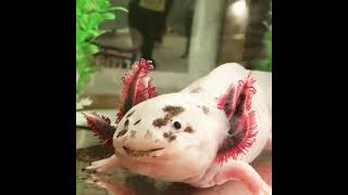 LEUCISTIC DIRTY AXOLOTL