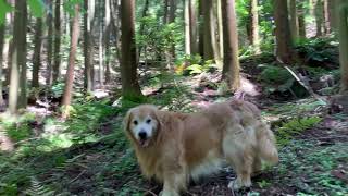 快晴の里山でヒンヤリ山歩きのゴールデンレトリバー