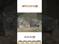 【マヌルネコ】アズとナルはとても仲良くしてます！ shorts manul pallascat pallasscat マヌルネコ 兔猻 神戸どうぶつ王国