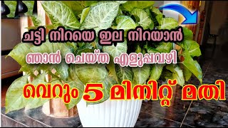 Chedi valaran simple trick\u0026Tips/Malayalam//indoor plants growth//poppy happy vlogs