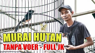 [MB OD] MURAI hutan harian full jangkrik murai tanpa voer rawatan murai hutan By HoBi ID