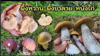 เก็บเห็ดผึ้งหวาน-ผึ้งขาลาย-หนังไก่-มันปู ณ ป่าสวีเดน🌲🇸🇪🍄