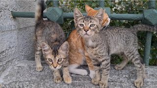 Sleeping Kittens freaked out when they smelled the food in my Bag.