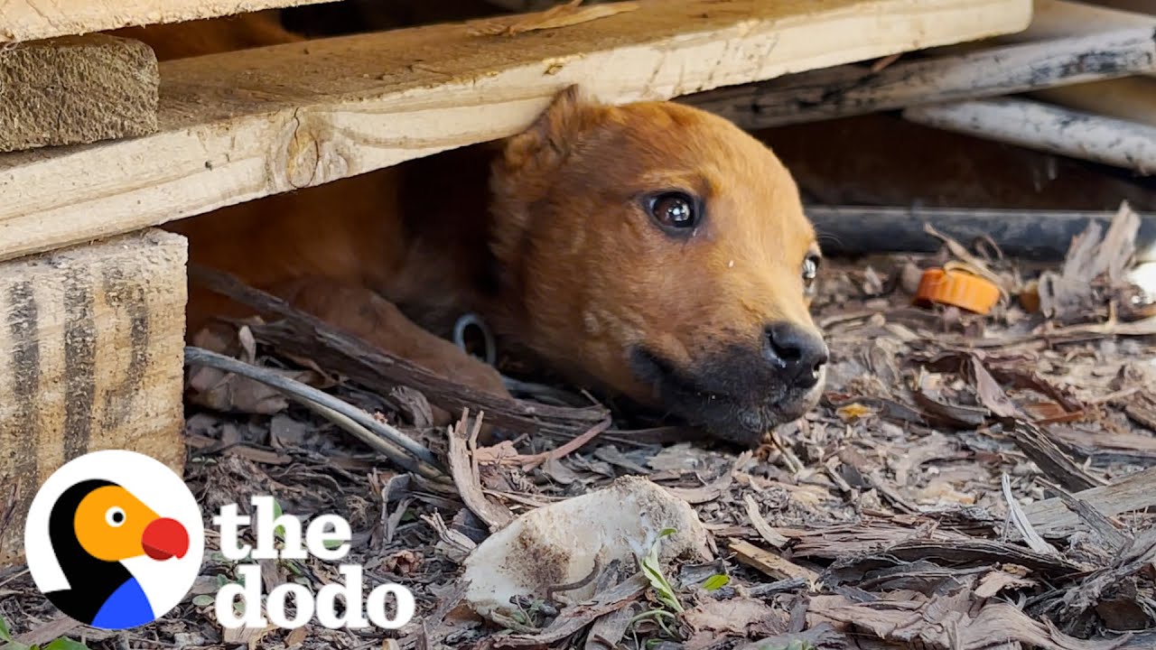 Stray Puppy Leads Rescuers To Her Secret Hideout The Dodo Youtube