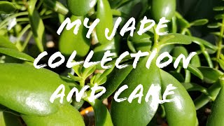 My Jade Collection And Care