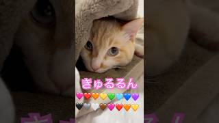 布団と電気毛布の中で寝んねこわる猫🐈❤️‍🔥#cat #ねこのいる生活 #cute #kawaii