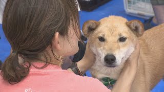 犬と猫の殺処分数が全国の中でも多い高松市で保護された犬と猫の譲渡会が開かれる