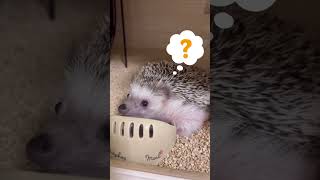 『太るよ』の言葉であきらめるハリネズミ     A hedgehog gives up at the word “you’ll get fat”