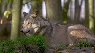 Wolfs,wolves inspire both adoration and controversy around the world.