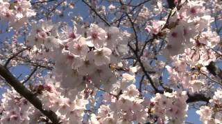 天草市本渡の招魂場の桜