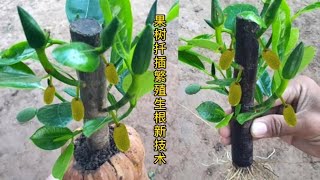 这样扦插种植菠萝蜜并促进快速生根你见过吗？矮化植株