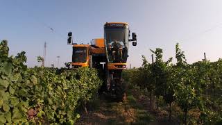 Vendemmia 2019