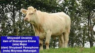 Stranagone Farms Pedigree Charolais Cattle