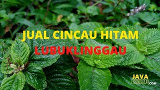 WA 0822-4117-3744 |Jual Cincau Hitam Di Lubuklinggau