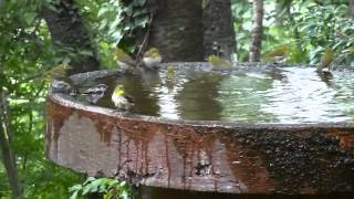 権現山の鳥の水浴び-2013年7月(3)