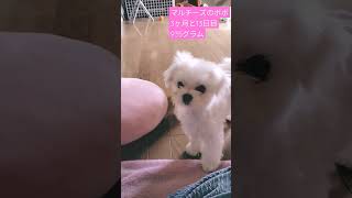 【パピー犬3ヶ月のポポ】ラテが立つのにちょうどいい子犬935グラム   #マルチーズ　#子犬　#幼犬　#パピー犬　#3ヶ月　#マルポメのラテ　#なかよし　#成長記録　#体重記録　#遊ぶ