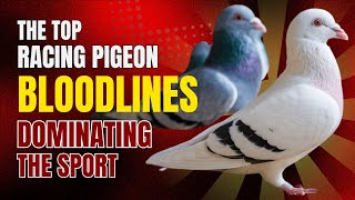 The Top Racing Pigeon Bloodlines Dominating The Sport