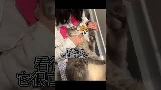 一只喜欢刷牙的咪咪#谁能拒绝傻憨憨的小猫咪 #被猫咪治愈的瞬间