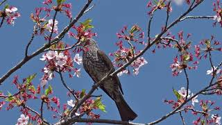 2024年4月13日・府中公園の桜の花の蜜を吸うヒヨドリ４K動画