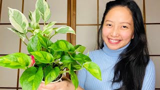 MY NEW POTHOS PLANTS | Pothos Global Green \u0026 Pothos N'joy | Winter Plant Haul