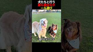 犬たちと行う最も健全なボール遊び