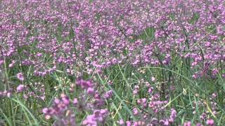 徳島で遊ぶ 大毛島 らっきょうの花