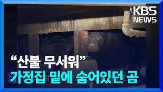 “산불 무서워” 가정집 밑에 숨어있던 238kg 거대 곰 [잇슈 SNS] / KBS  2025.02.03.