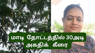 அகத்திக்கீரை ( agathi keerai) - மாடி தோட்டத்தில் சின்ன தொட்டியுள் 20 அடி பெரிய மரம். SPINACH HARVEST