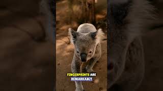 Koala Chronicles | Nature's Eucalyptus-Eating Marvels
