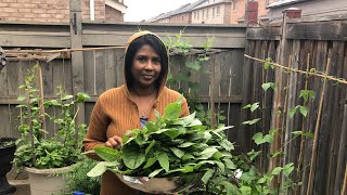 My Garden update and harvesting some vegetable