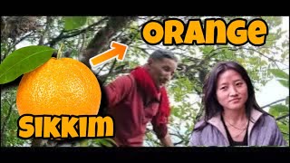 How Organic Orange Plucking at Dzongu Sikkim Village Life Vlog 🍊Sikkim Gangtok | Darjeeling | Nepal