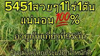 🌾5451!!สวยๆ1ไร่1ตันแน่นอน.อายุเก็บเกี่ยว95วัน#ชาวนา #5451