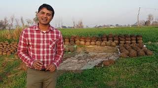 Takla and Paathi (Punjab Village Fuel for Cooking)