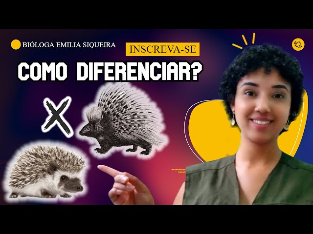 Porco Espinho Vs Ourico Dogcast Tudo O Que Você Precisa Saber Caso