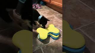 Shiba Inu Puppy Reacts To New Dog Toy