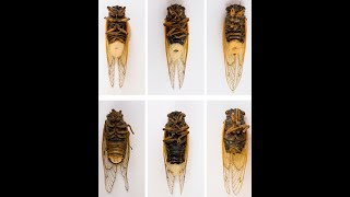 Cicada vs Fungi with Matthew Kasson, PhD