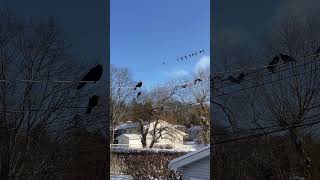 The #crow family and #big Jim with the #pigeon crew wait for #breakfast #bird #birds