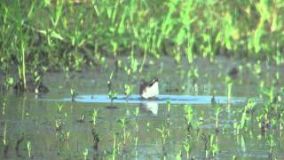 野鳥撮影・ ヒバリシギ　Long-toed Stint