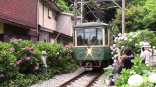 鎌倉御霊神社にて紫陽花の脇を江ノ電が通る