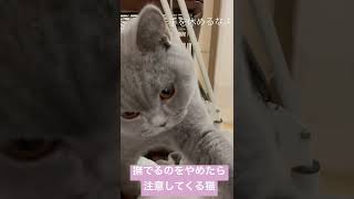 撫でるのをやめたら注意してくる猫 #かわいい #britishshorthair #cat #ブリティッシュショートヘア #猫 #kitten #子猫 #cutecat #bsh