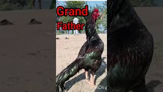 mianwali aseel breed murga transformation son father and grand father top aseels