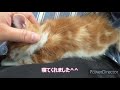 【子猫・病院へ】子猫の目やにがひどくなったので、病院に連れて行きます