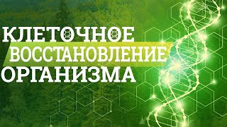 ГДЕ, ИЗ ЧЕГО И КАК ПРОИЗВОДЯТСЯ ПОЛИПРЕНОЛЫ