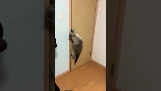 シャムミックス猫が、ドアを開ける　タヌキじゃないよ